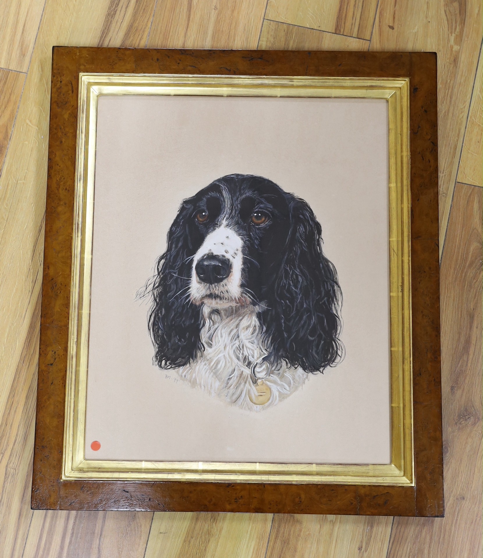 English School, gouache on card, Portrait of a Springer Spaniel, initialled and date '99, 51 x 41cm, burr wood framed